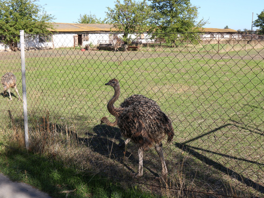 Ostrich Farm Straus Yug景点图片