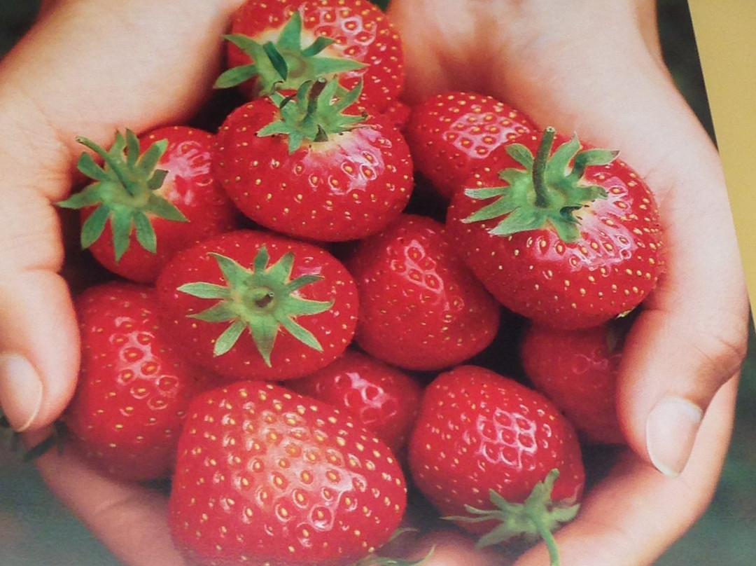 Strawberry Fields Hydroponic Farm景点图片