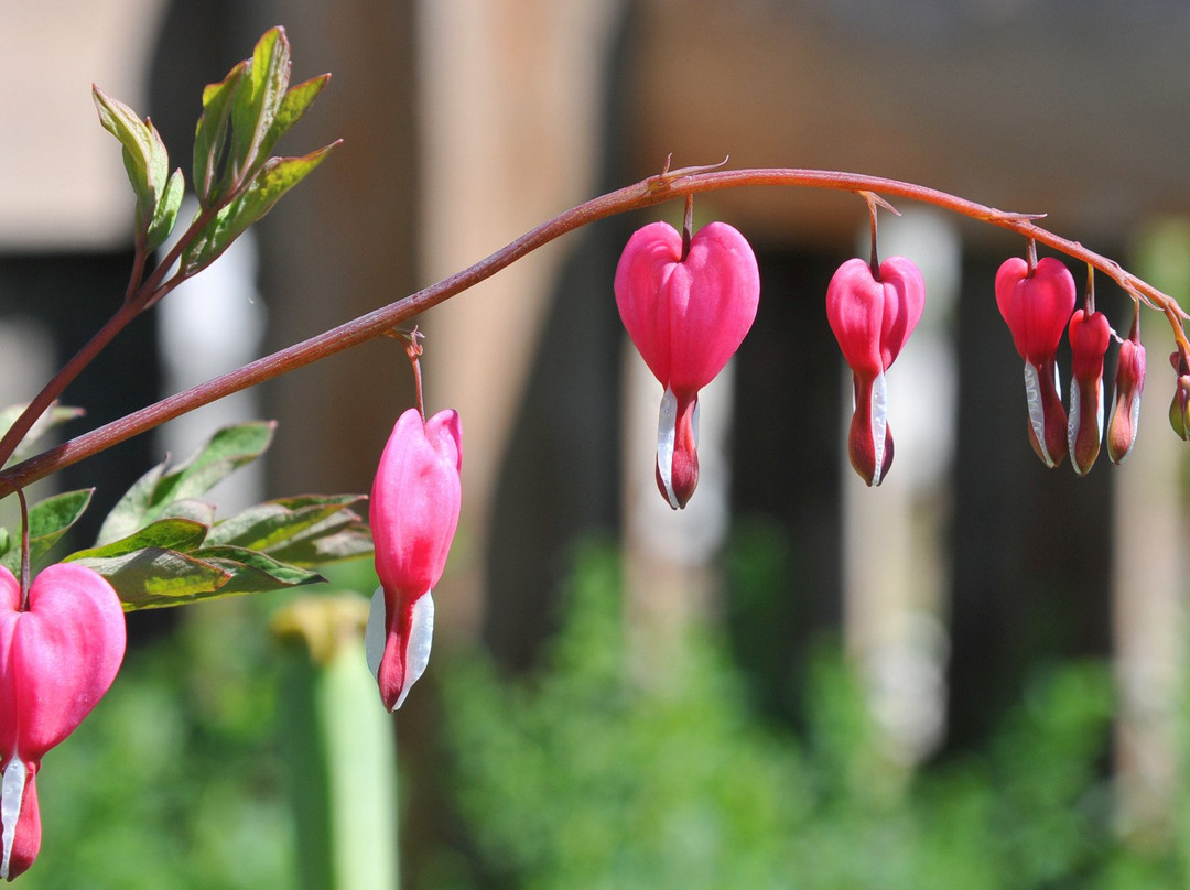 Hildegard von Bingen Garten-莱斯高山溪谷必去景点