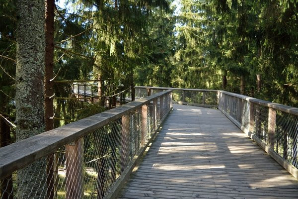 Treetop Walkway景点图片