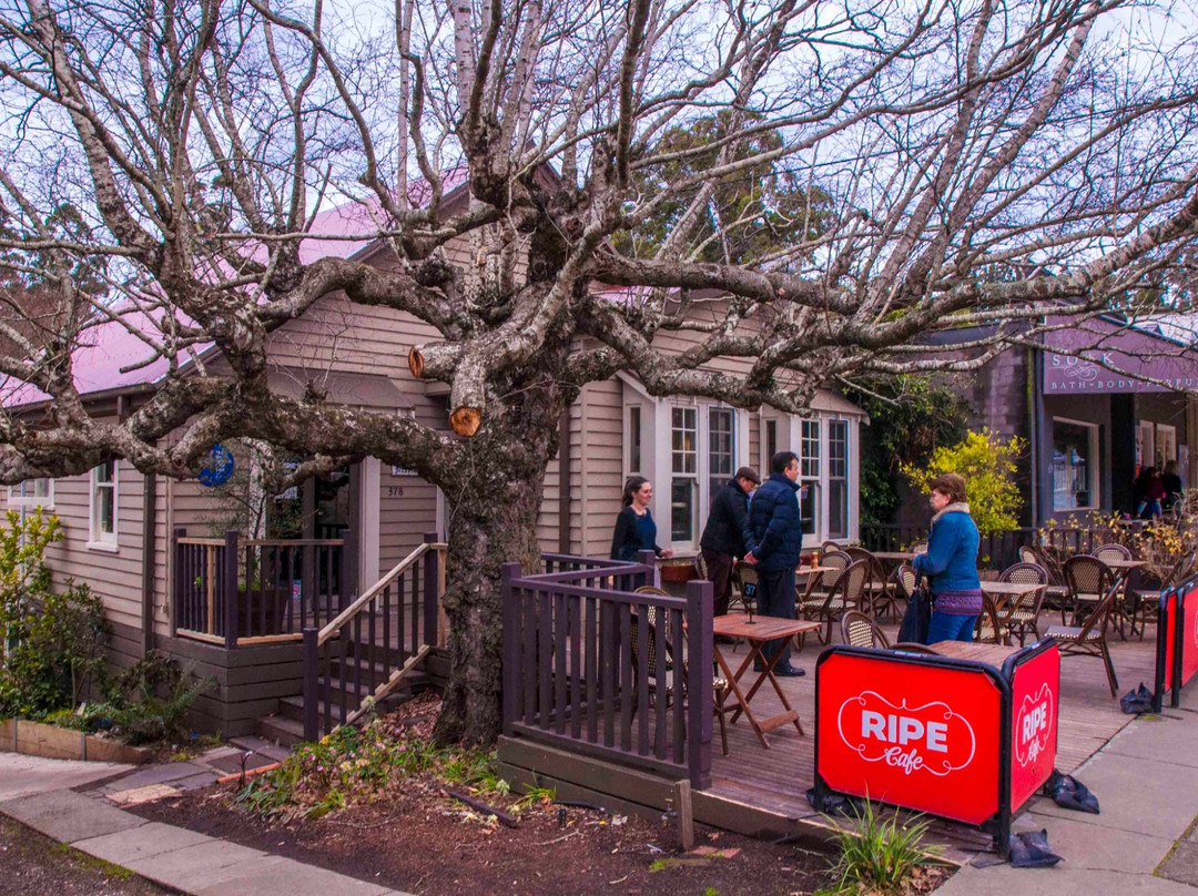 Sassafras餐馆和美食-Ripe