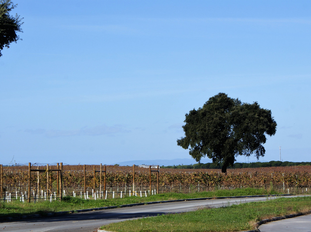 Quinta do Brejinho景点图片