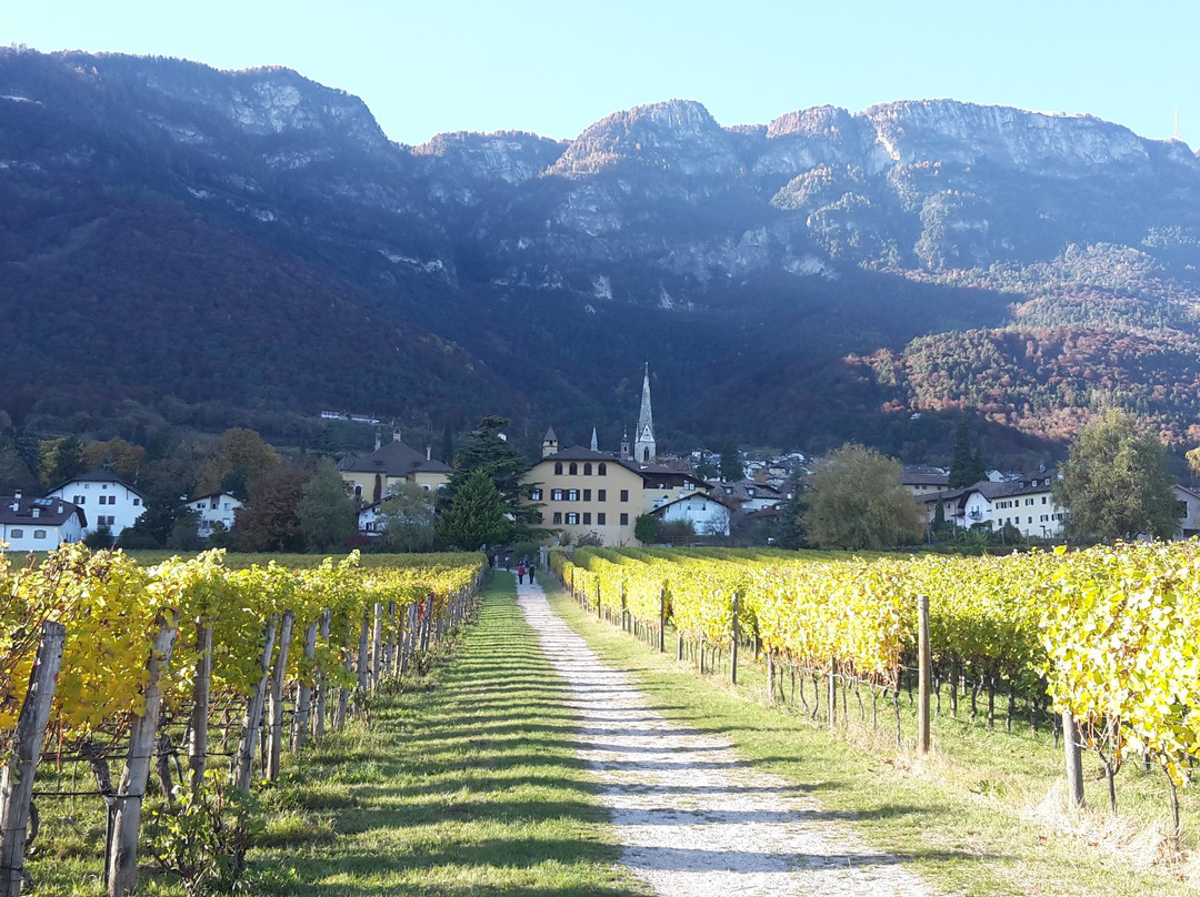 Weingut / Vinothek Castel Sallegg景点图片