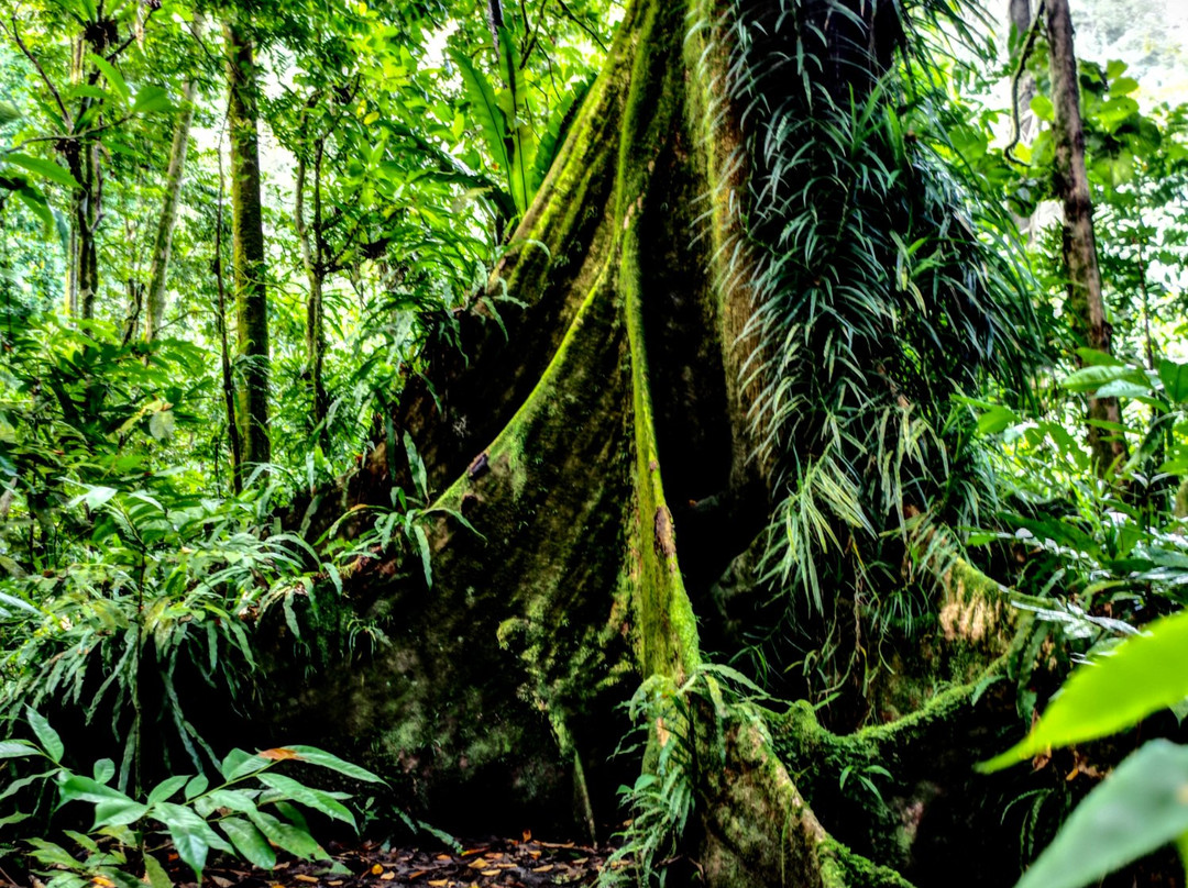 Yela Valley Ka Forest-Kosrae必去景点