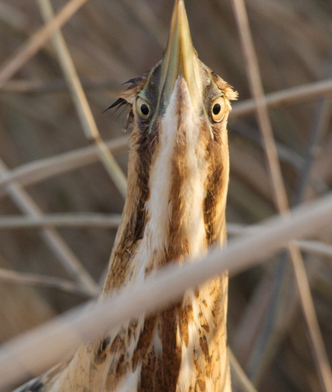 Rspb Langford Lowfields-特伦特河畔纽瓦克必去景点