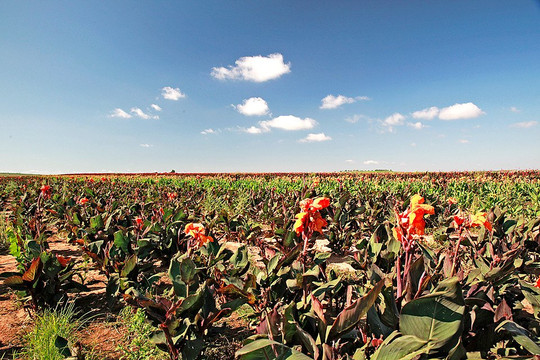 Horn Canna Farm-Carnegie必去景点