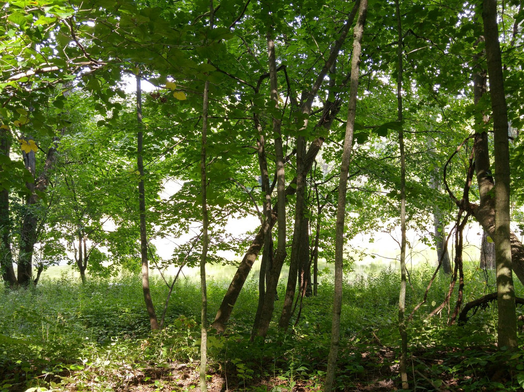 Kains Woods-伦敦必去景点