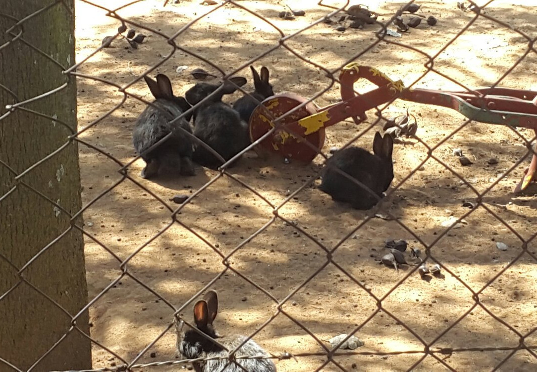 Bunny Park景点图片