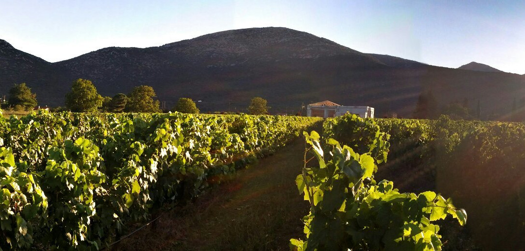 Troupis Winery-Tripoli必去景点