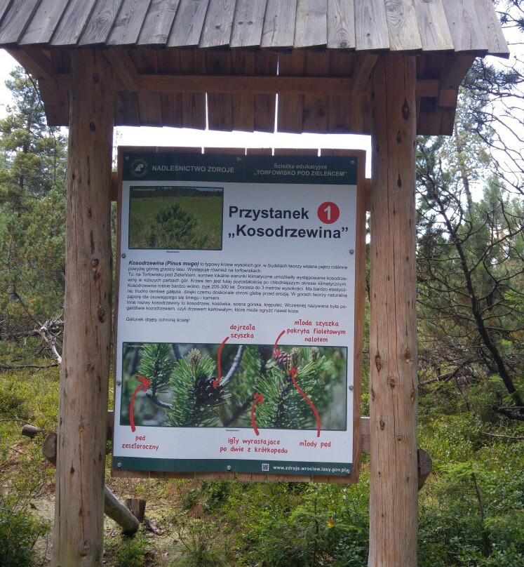 Rezerwat przyrody Torfowisko pod Zieleńcem景点图片