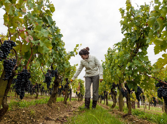 Sailing and Wine-格乔必去景点