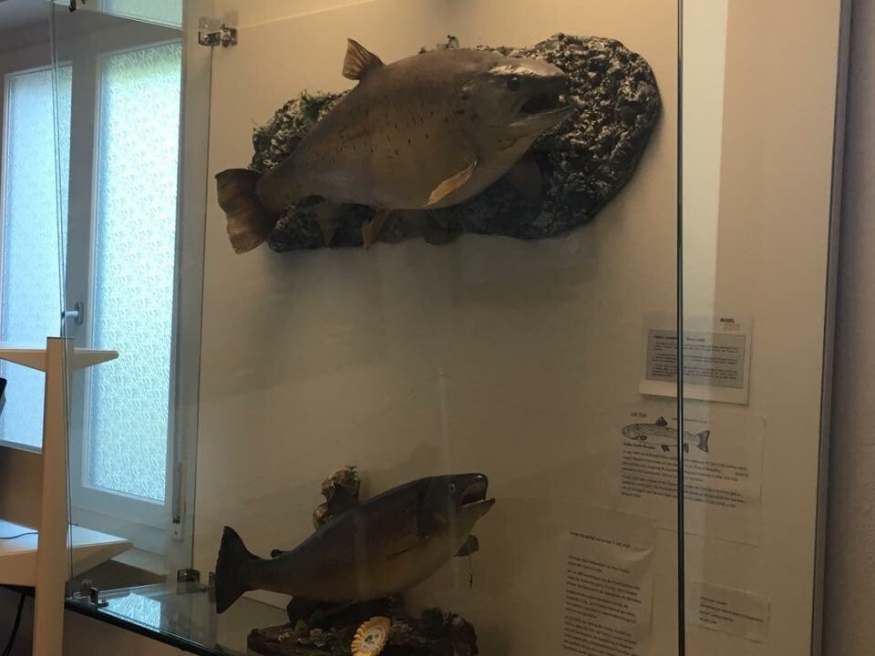 Sisan Museo Sisan delle Tradizioni Ornitologiche景点图片