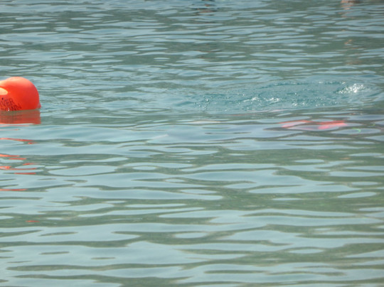 Dupin Dive Centre-科尔丘拉镇必去景点