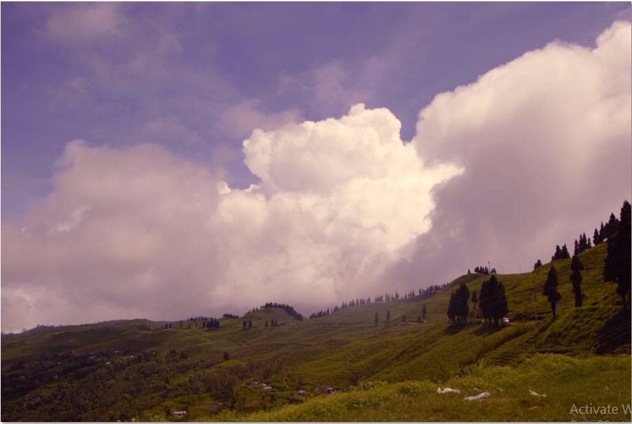 Ilam Tea Garden景点图片