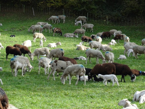 Eglise Saint-Michel-Viella必去景点