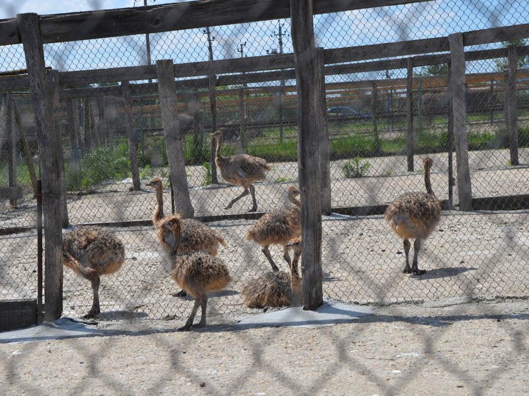 Ostrich Ranch景点图片
