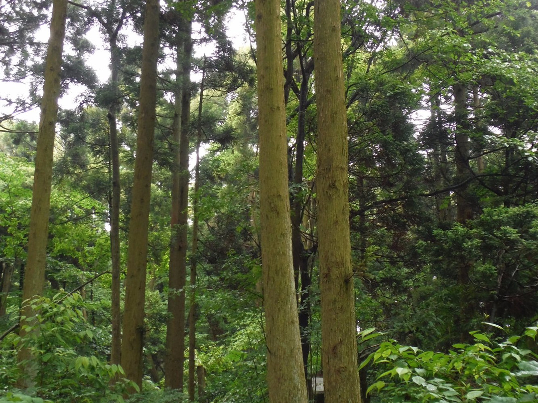 Sugisawa no Sawasugi-入善町必去景点