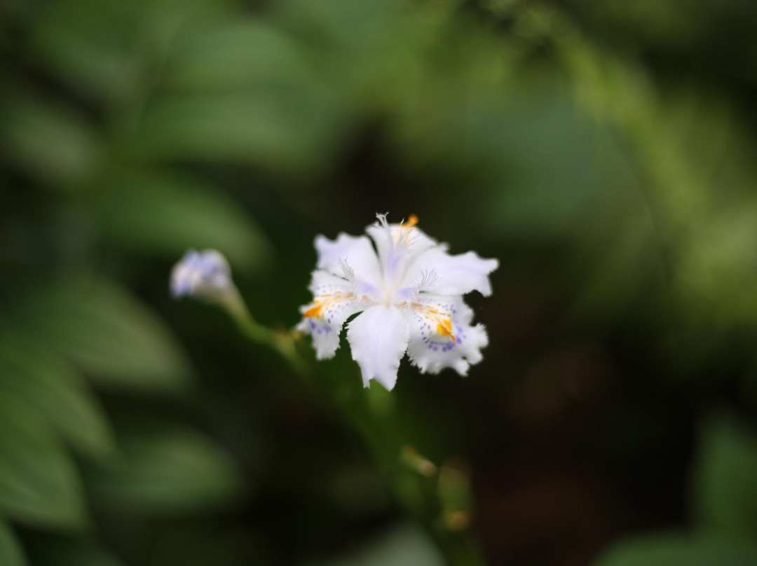 Gojo Falls-日高市必去景点