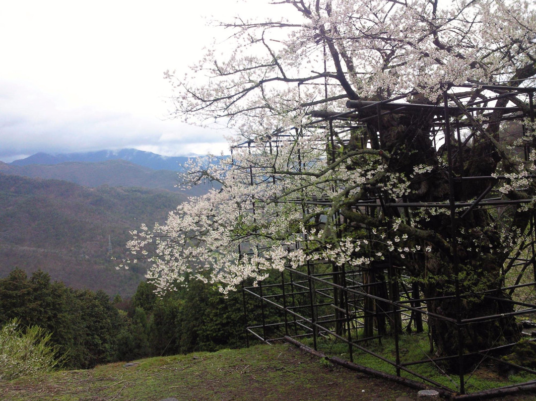 Tarumino Ozakura-养父市必去景点