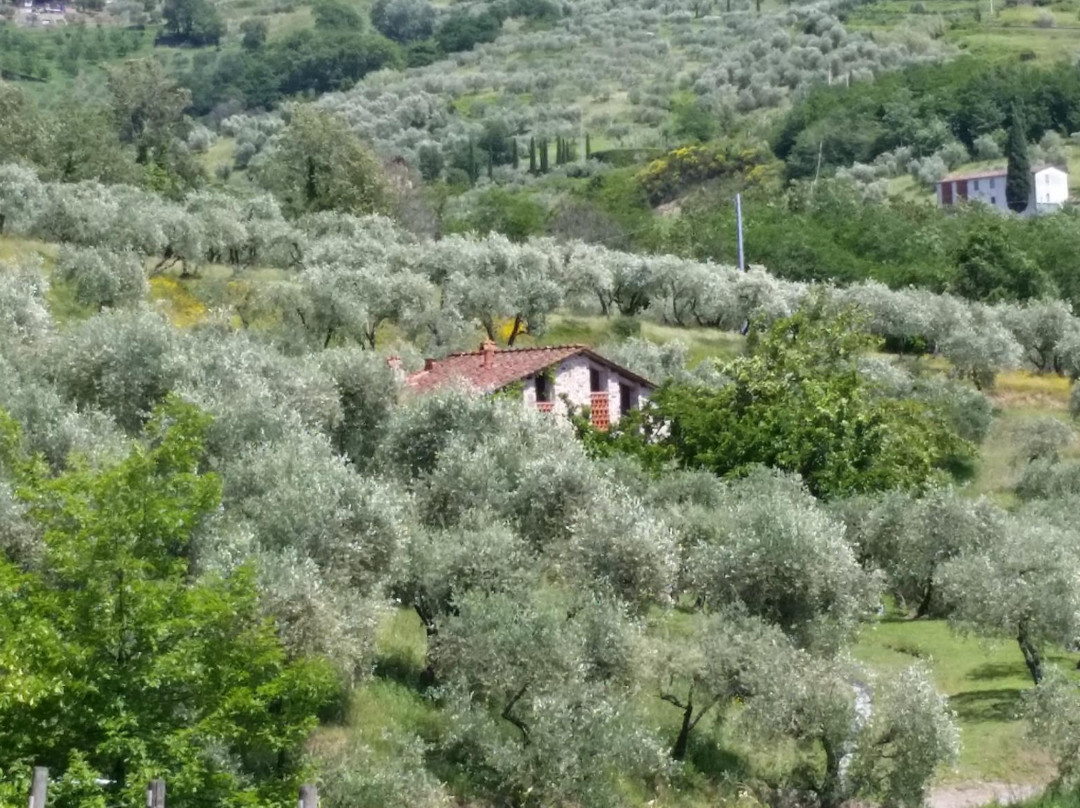 Fattoria Colle Verde景点图片