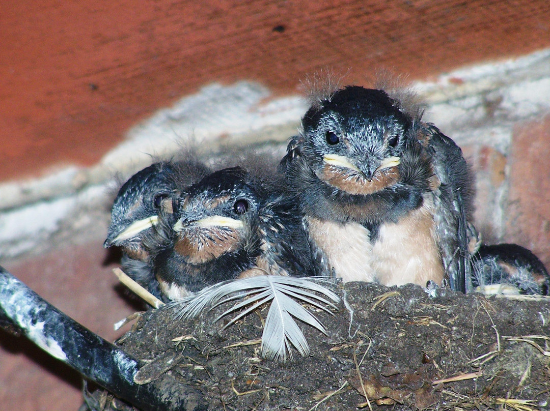 Landhaus Martens主图