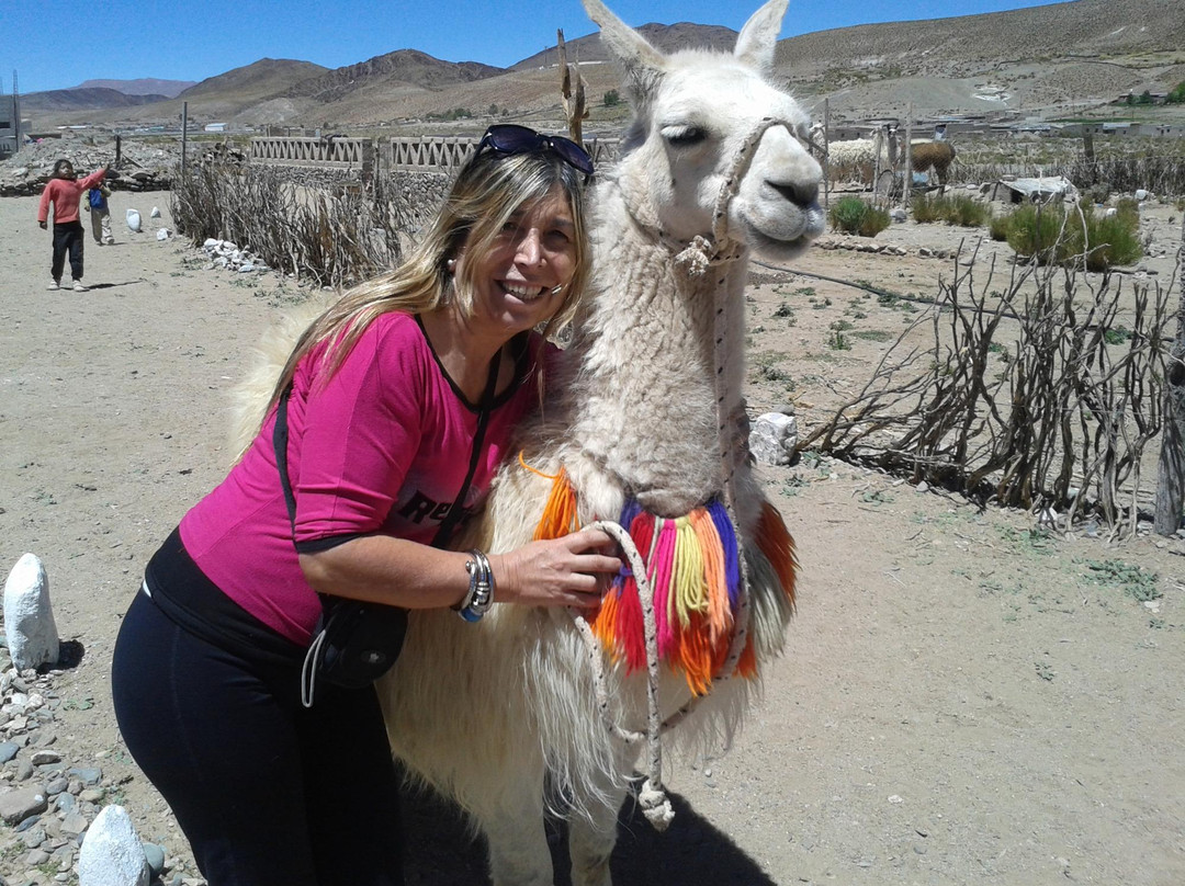 Paseo Con Llamas-San Antonio de los Cobres必去景点