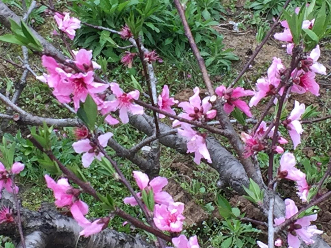 五里村-黟县必去景点