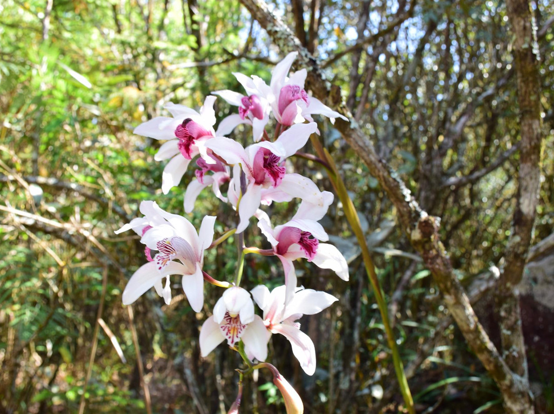 Phu Luang Wildlife Sanctuary-普茹必去景点