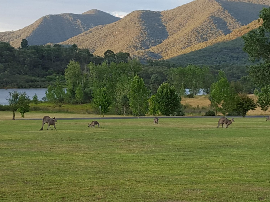 Tumbarumba旅游攻略图片