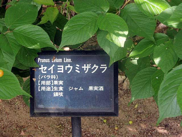 Nakatomi Memorial Medicine Museum-鸟栖市必去景点
