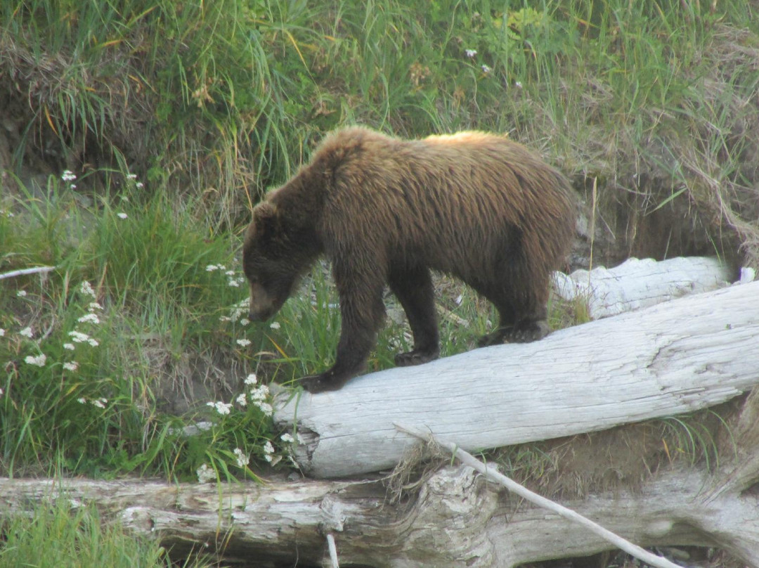 Hallo Bay Lodge Bear VIewing-荷马必去景点