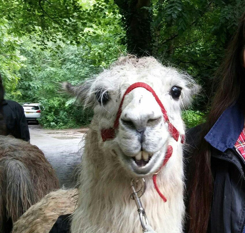 Llama Adventures景点图片