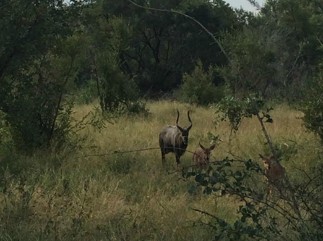 Kruger Sky Shuttle Service-赫拉斯科普必去景点