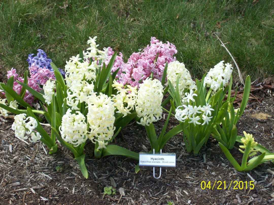 Simpson Garden Park-鲍灵格林必去景点