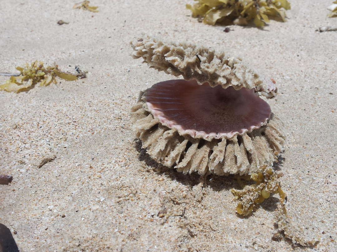 Cape Keraudren Nature Reserve-Port Hedland必去景点