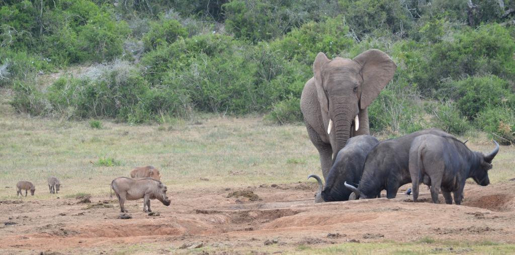 Alan Tours-伊丽莎白港必去景点