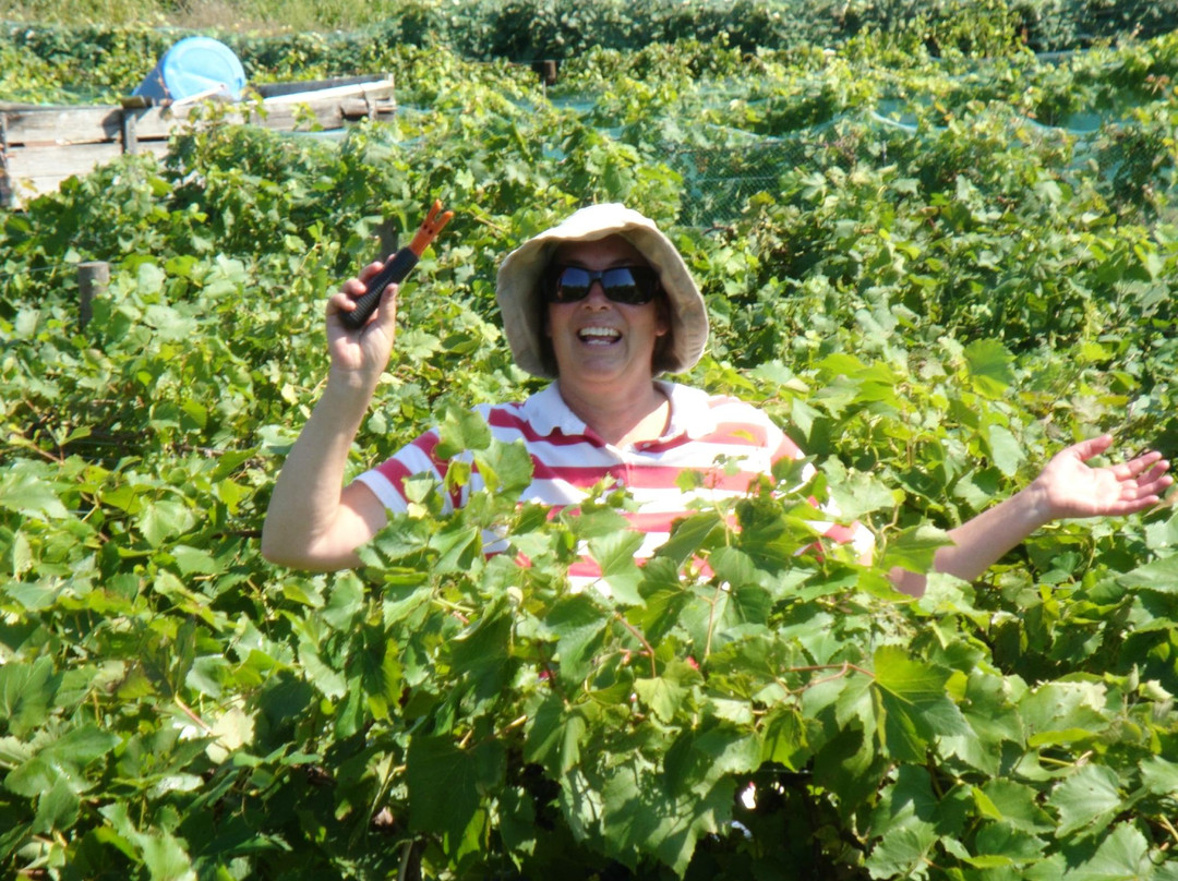 Barrel Head Winery-迪比克必去景点