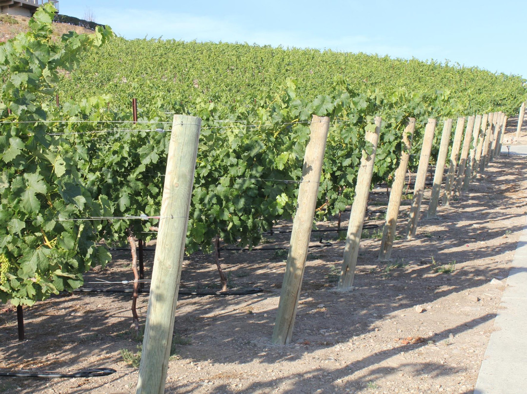 Beach House Winery-欧申赛德必去景点