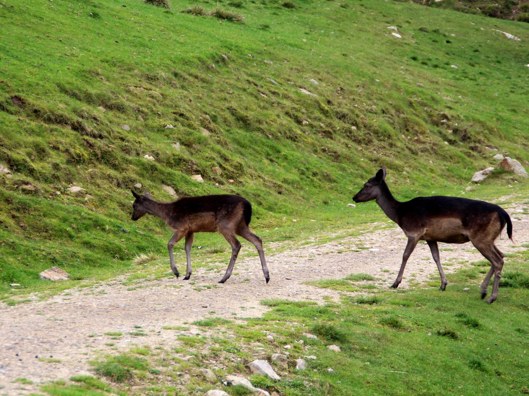 Alpen Wildpark-Feld am See必去景点