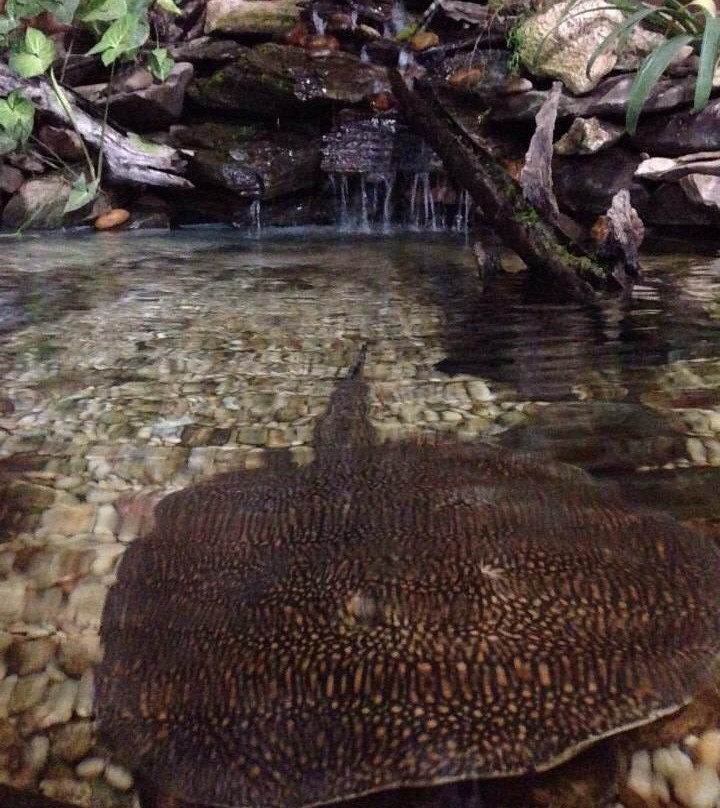 Aquário de Bonito-博尼图必去景点