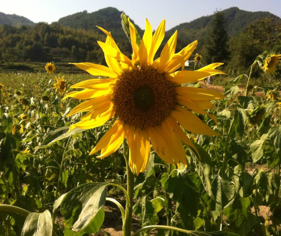 蜀源村-黄山市必去景点