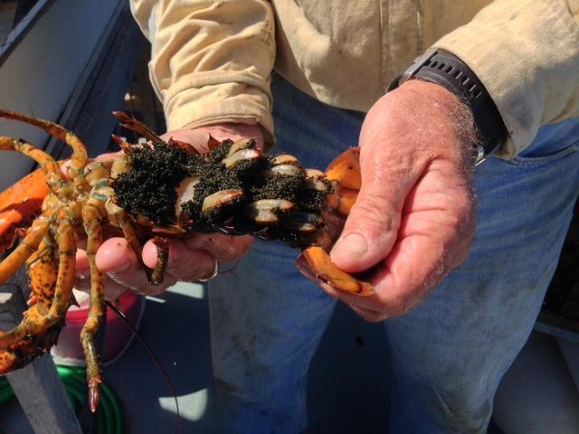 West Wind Lobster Tours景点图片