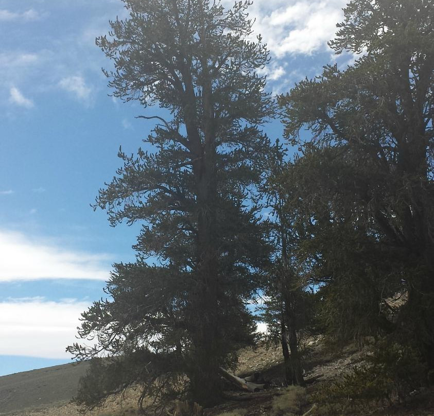 Bristlecone Trails-Great Basin National Park必去景点