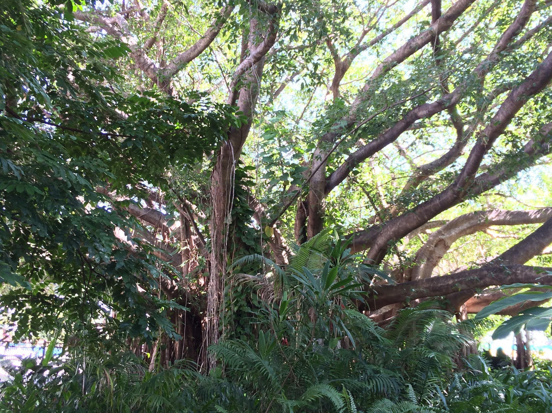 Botanic Gardens-汤斯维尔必去景点