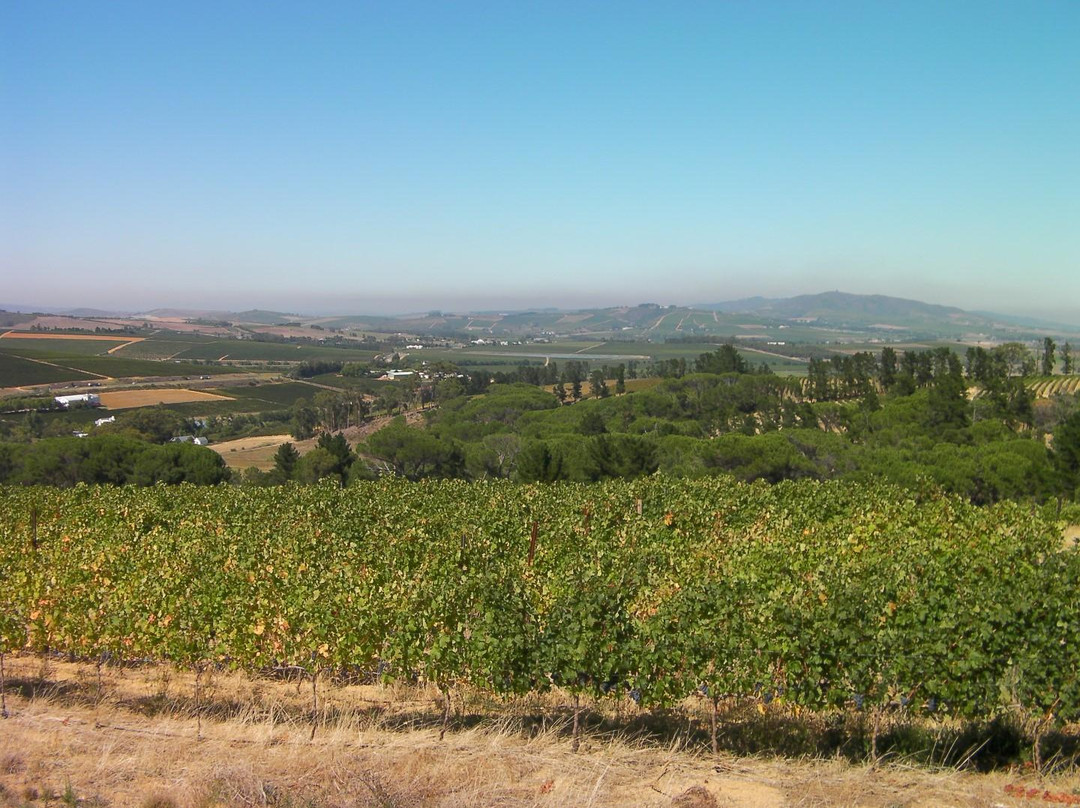 Warwick Wine Estate-斯泰伦博斯必去景点