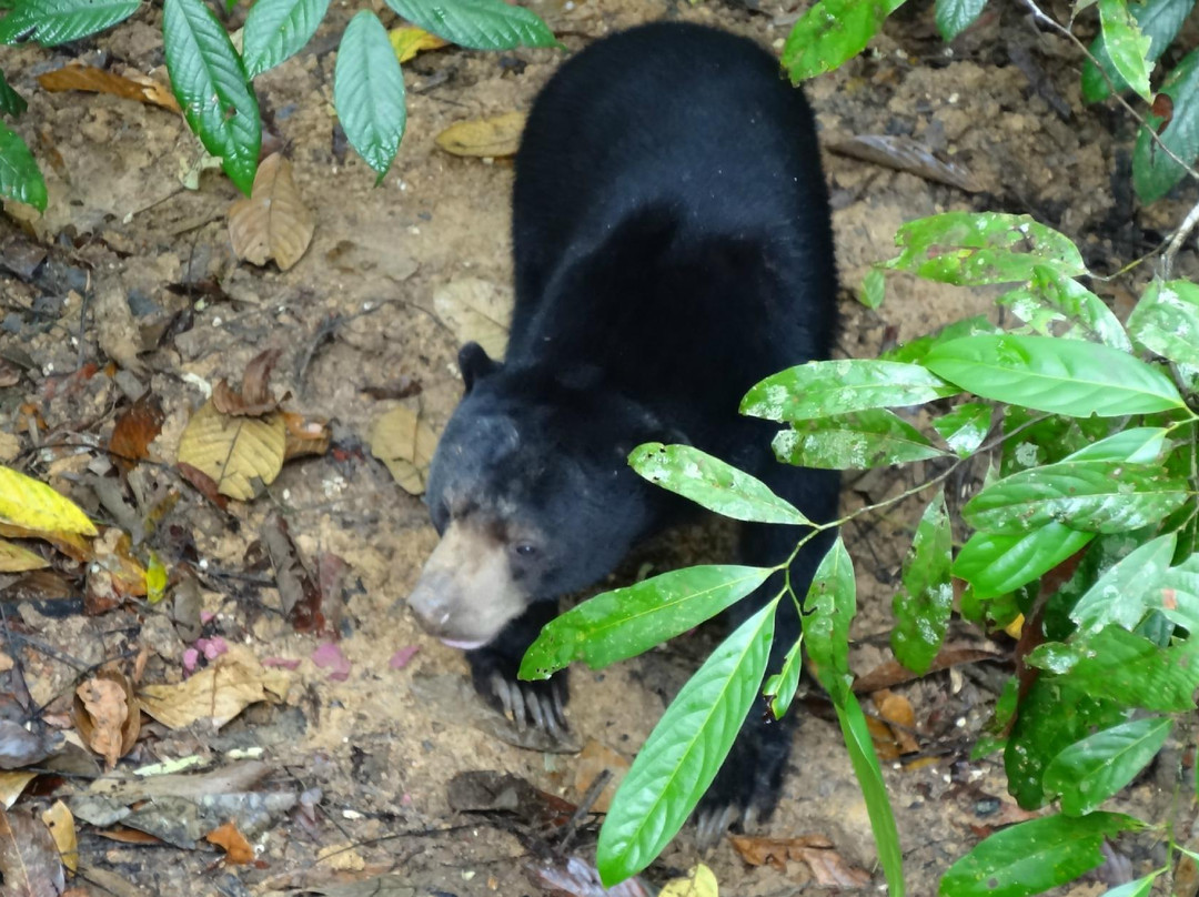 Bornean Sun Bear Conservation Centre-山打根必去景点