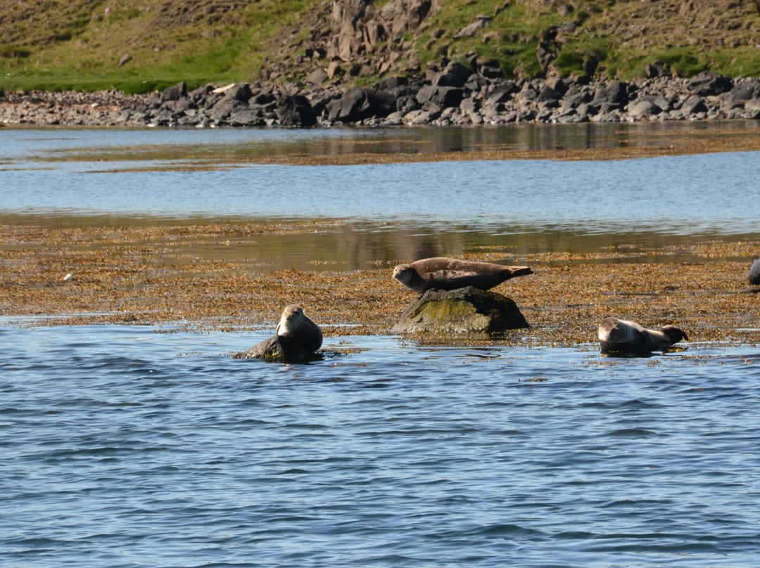 Seal Watching Boat Tours - Private Tour景点图片
