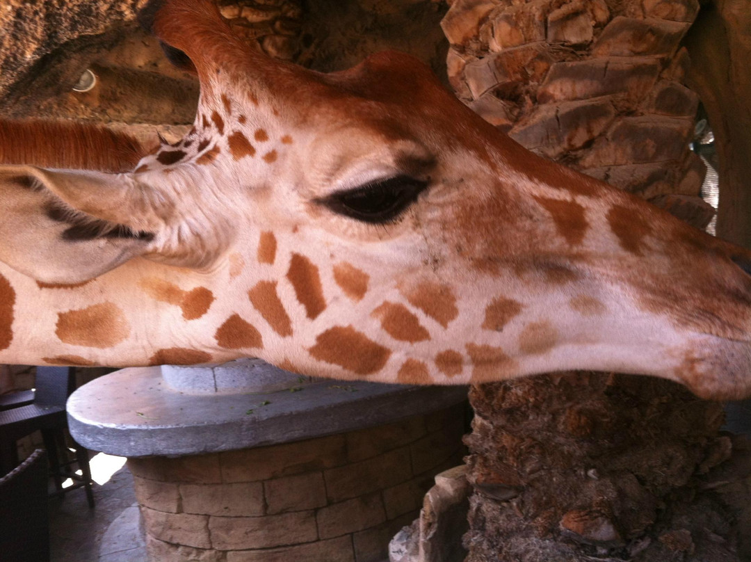 Emirates Park Zoo & Resort-阿布扎比必去景点