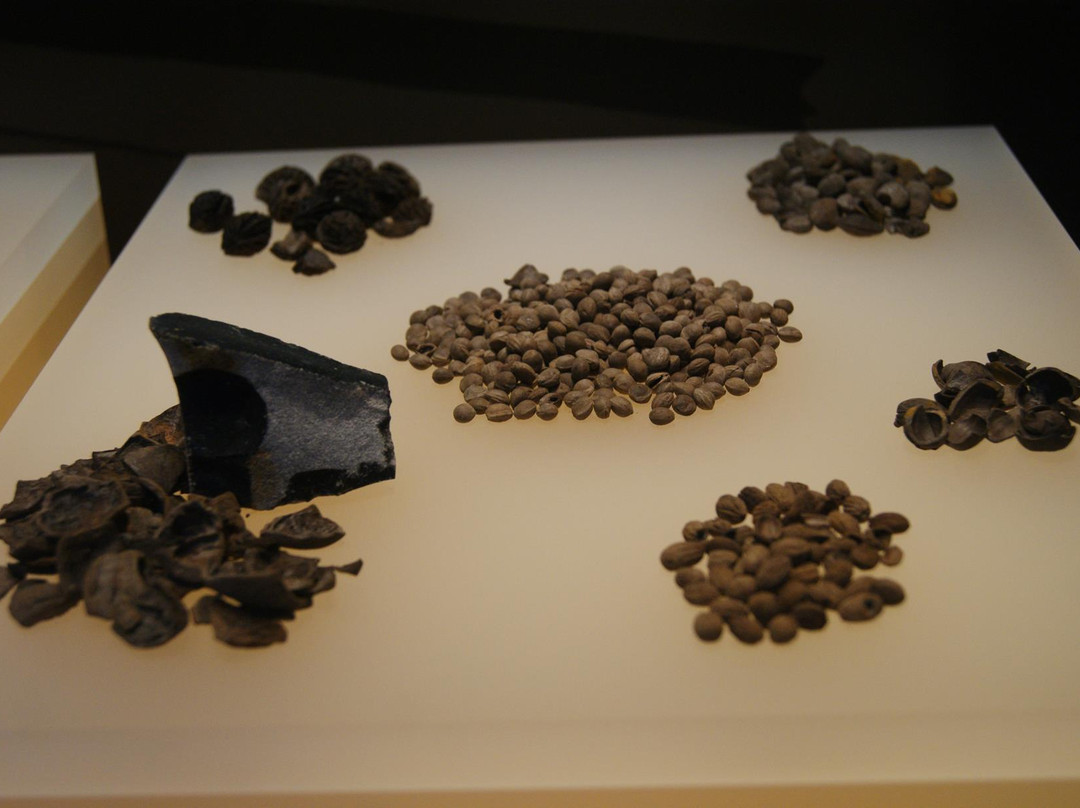 Oiasso Roman Museum景点图片
