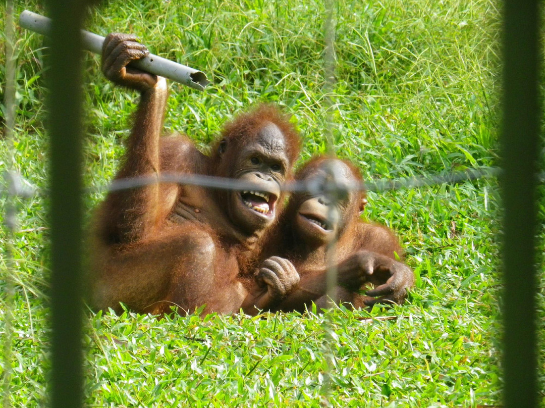 Bukit Merah Orang Utan Island Foundation-新芒魏必去景点